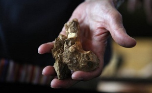 Une mandibule humaine appartenant à un homo erectus européen;