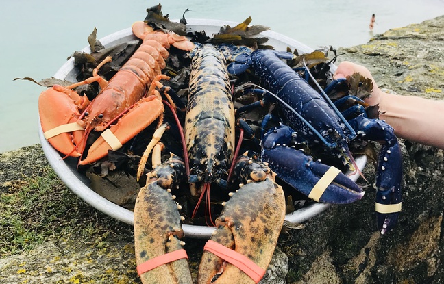 Résultat de recherche d'images pour "homard breton"