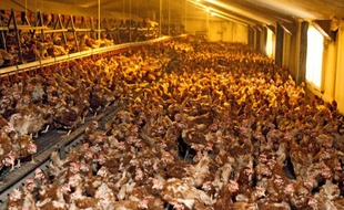 Elevage intensif de poules, en Belgique.