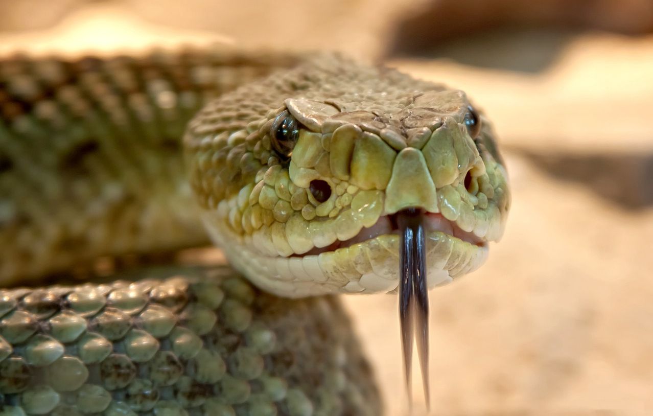 Invité lors d'une soirée jungle pour l'anniversaire d'un bar, un serpent géant est au centre des débats (image d'illustration)