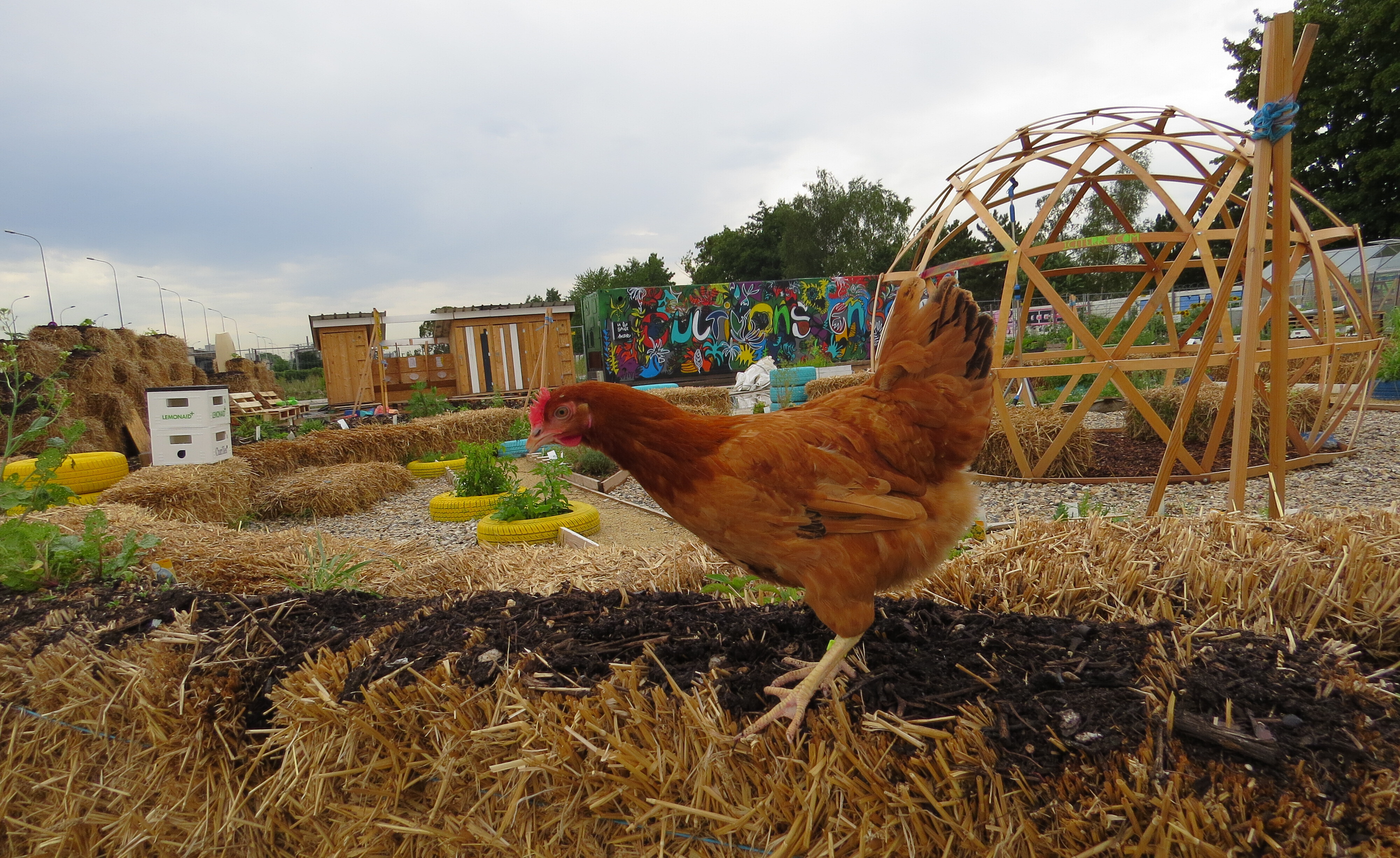 Illustration d'une poule