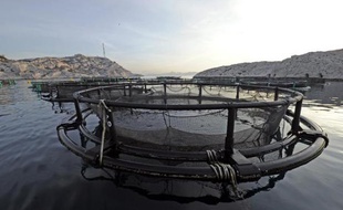 Un élevage de poissons prés de Marseille, dans le sud de la France, photographié le 12 janvier 2012