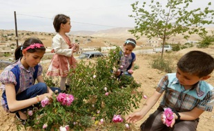Cueillette de roses de Damas à el-Mrah, près de Damas, le 11 mai 2016