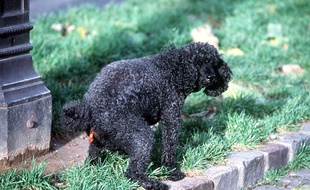 A Barking, au Nord-Est de Londres, un fichier répertoriant l'ADN de tous les chiens va être créé pour traquer les maîtres qui ne ramassent pas les crottes de leur animal.