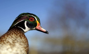 Un canard (illustration)