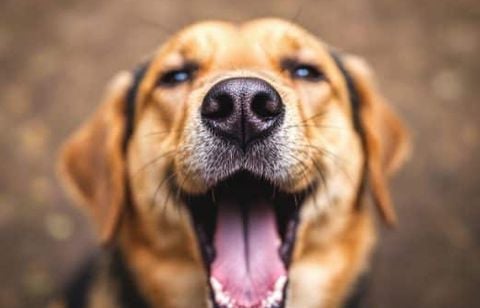 Ces symptômes chez le chien ne trompent pas : le pollen pourrait en être la cause