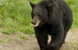 Attaquée par un ours, une randonneuse de 67 ans a survécu grâce à un drone