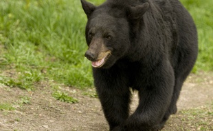 Un ours noir a attaqué un homme au Japon (illustration).