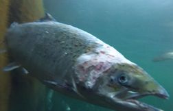 « Les saumons d’élevage sont empilés comme des poulets en batterie »