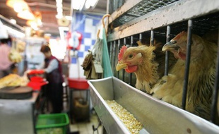 Un marché humide à Hong Kong où des poulets vivants sont abattus et préparés pour la consommation, 2 février 2006. (Photo illustration)