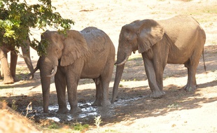 Des éléphants au Zimbabwe (illustration)