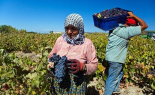 En ce début septembre, les vendanges touchent à leur fin. Encore quelques jours et les dernières grappes de "pierre d'or" et de "résine noire", les cépages locaux, finiront au pressoir. L'an dernier, Mehmet Tanay en a produit plus de 600.000 bouteilles. Mais cette année, il a revu ses ambitions à la baisse.