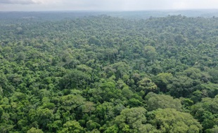 Vue aérienne de la forêt de la forêt Omo, au Nigeria.