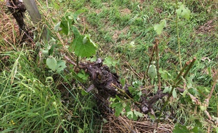 Une parcelle de vignes dévastée dans les Côtes de Bourg.