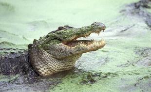 Un alligator. illustration.