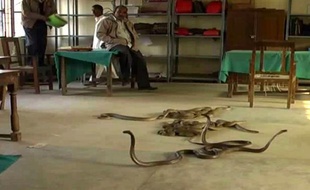 Un homme a lâché ses serpents dans un bureau de la préfecture du district de Basti, dans le nord du pays, le 29 novembre 2011.