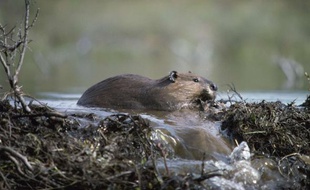 Un castor construisant un barrage.