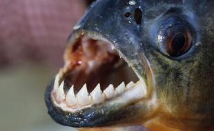Illustration: Un piranha.