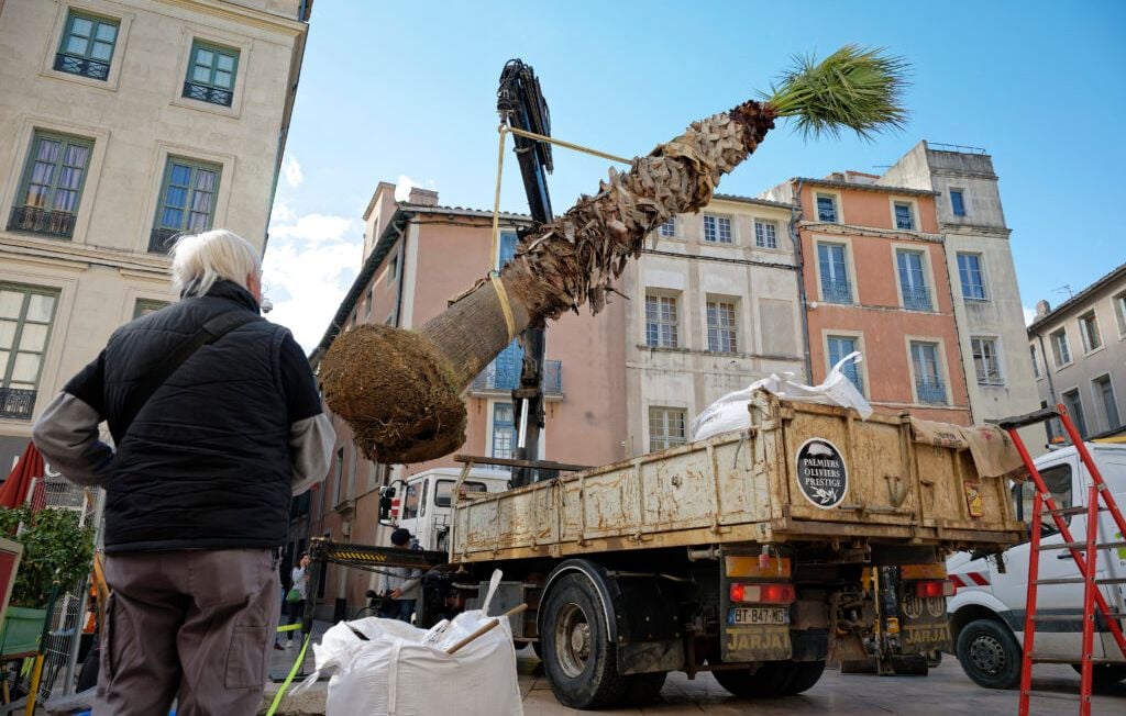 La plantation du palmier sur la place du marché.