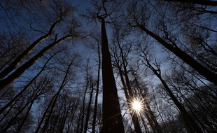 La forêt de Berce dans le département de la Sarthe.