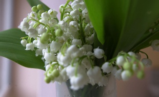 Illustration de muguet