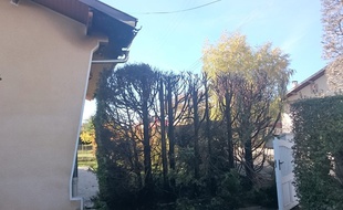 Une des haies, victime du pyromane présumé d'Orleix, dans les Hautes-Pyrénées.