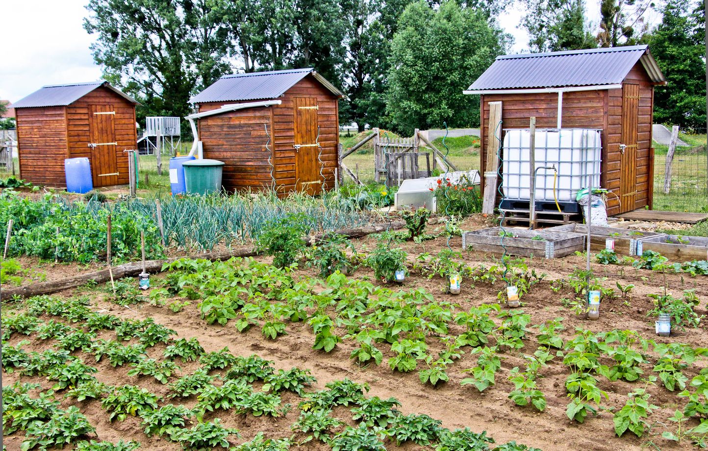 des récupérateurs d'eau de pluie sont installés dans des jardins familiaux dans la Sarthe en juin 2022. 