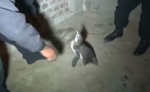 Un manchot capturé par la police au Pérou.