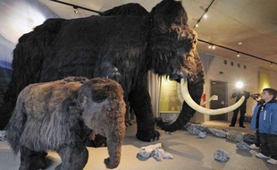 Un mammouth au musée Néanderthal de Mettmann, en Allemagne.