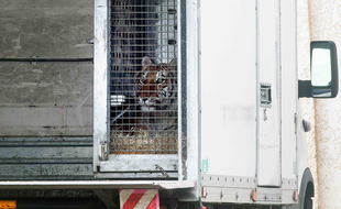 Un des 10 tigres saisis à Beauvais.