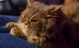 La chatte Diva dans «30 Millions d'amis» le 29 novembre 2011