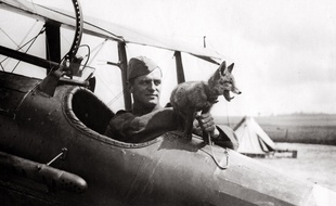 Un renard mascotte de l'armée de l'Air britannique lors de la Première Guerre mondiale.