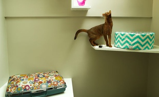 Un chat à l'hôtel Aristide, dans le 9e arrondissement de Paris.