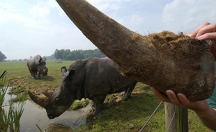 Un stock de cornes de rhinocéros estimé à un million de dollars a été brûlé dans un zoo américain.
