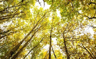 Etats-Unis : Portée disparue, elle vivait en réalité dans une tente en forêt (illustration).