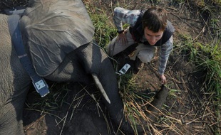 Un vétérinaire contrôle le système de géolocalisation d'une éléphante sédatée le 3 février 2016 dans le Parc national de la Garamba en RDCongo