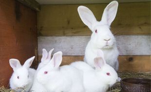 Des lapins blancs. Illustration.