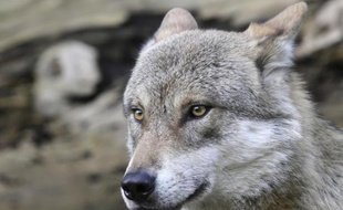 L'autorisation de l'abattage d'un loup dans l'Isère a été suspendue par le tribunal administratif de Grenoble (Image d'archives)