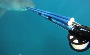 Un pêcheur sud-africain s'est retrouvé nez à nez avec un requin, en Afrique du Sud (vidéo mise en ligne le 30 juillet 2013).