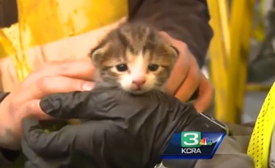 Ce chaton a été sauvé in extremis d'une mort certaine dans un compacteur à ordures.