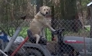 Les journalistes ont croisé un chien sur une tondeuse