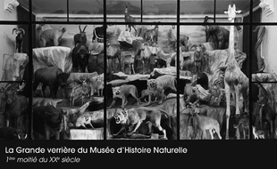 La Grande Verrière du musée d'Histoire naturelle de Lille.