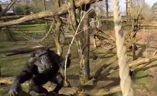 Capture d'écran d'une vidéo publiée par le zoo Royal Burger d'Arnhem, aux Pays-Bas, le 11 avril 2015.