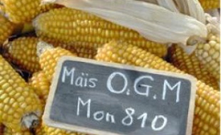 Deux variétés d'OGM sont autorisées en Europe, contre 150 dans le monde.