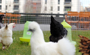 Les poules de Magalli sont même disponibles sous différentes couleurs.