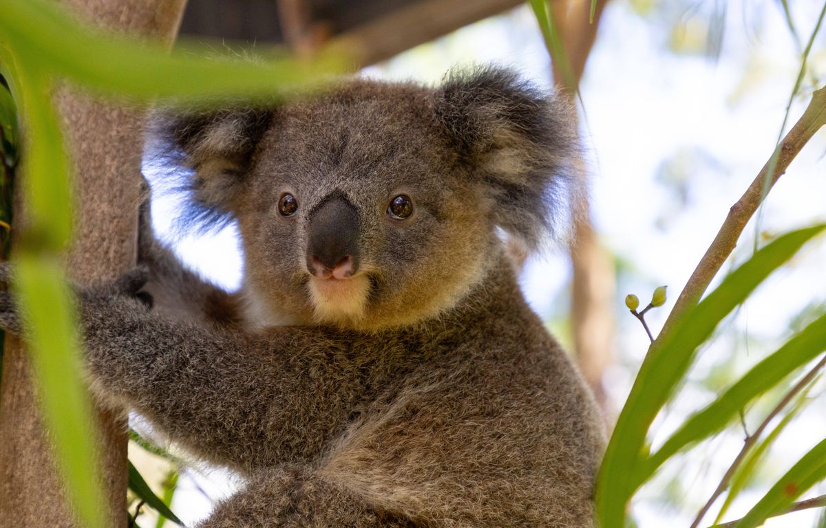 Australie : Pourquoi le gouvernement a fait abattre 750 koalas par des tireurs d'élite ?