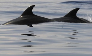 Au moins 85 dauphins se sont échoués depuis le 12 janvier au Cap Cod (nord-est des Etats-Unis), un nombre beaucoup plus élevé qu'à l'habitude qui laisse les experts perplexes, a-t-on appris mardi auprès du Fonds international pour la protection des animaux (IFAW).