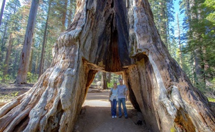 Le Pioneer Cabin Tree en mai 2015. Son tronc avait été creusé dans les années 1880.