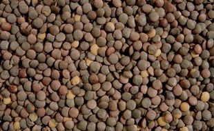 Des lentilles.