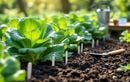 Chou chinois au potager : pourquoi lancer vos semis début août offre une récolte généreuse et facile dès l’automne